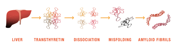 mechanism of disease